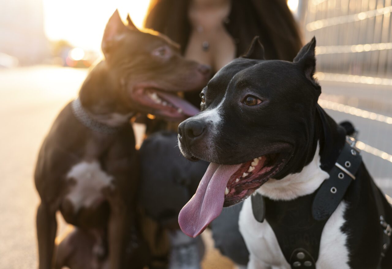 Dog Destruction Order | Stuart Miller Solicitors