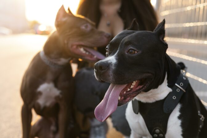 Dog Destruction Order | Stuart Miller Solicitors